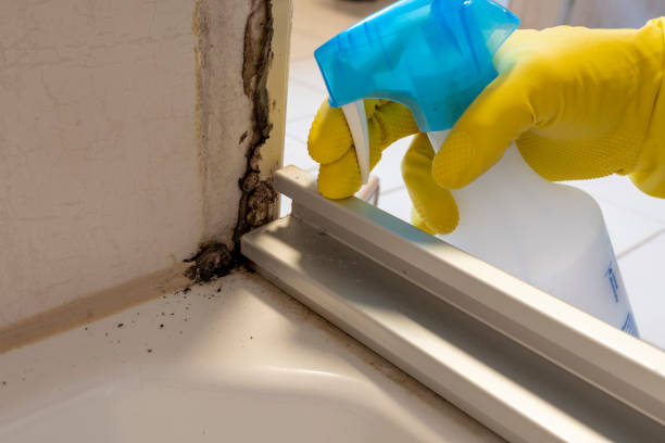 Trusted Auburn, ME Mold Remediation Experts